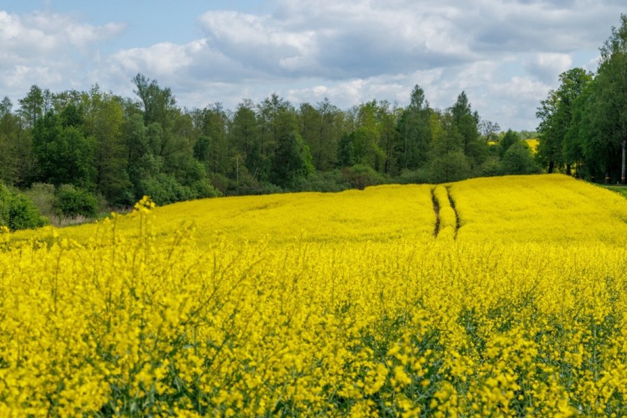 Велопрогулка в нацпарке «Виштынецкий»