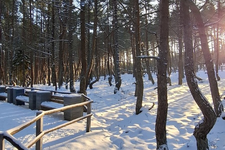 Куршская коса и Зеленоградск: песчаная катастрофа, планеризм и крайбитеры