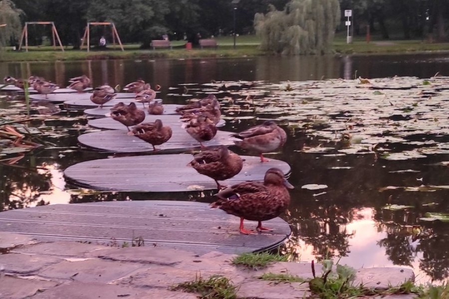 Из Калининграда в Зеленоградск: к морю на королевский курорт!