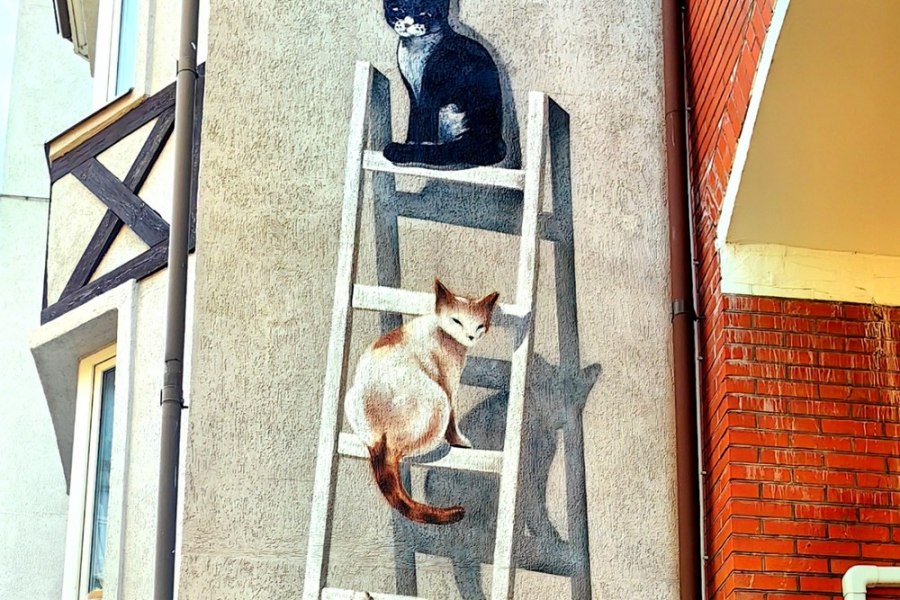 Найти три сотни котиков и дюжину ёжиков — квест-прогулка из Калининграда (7+)