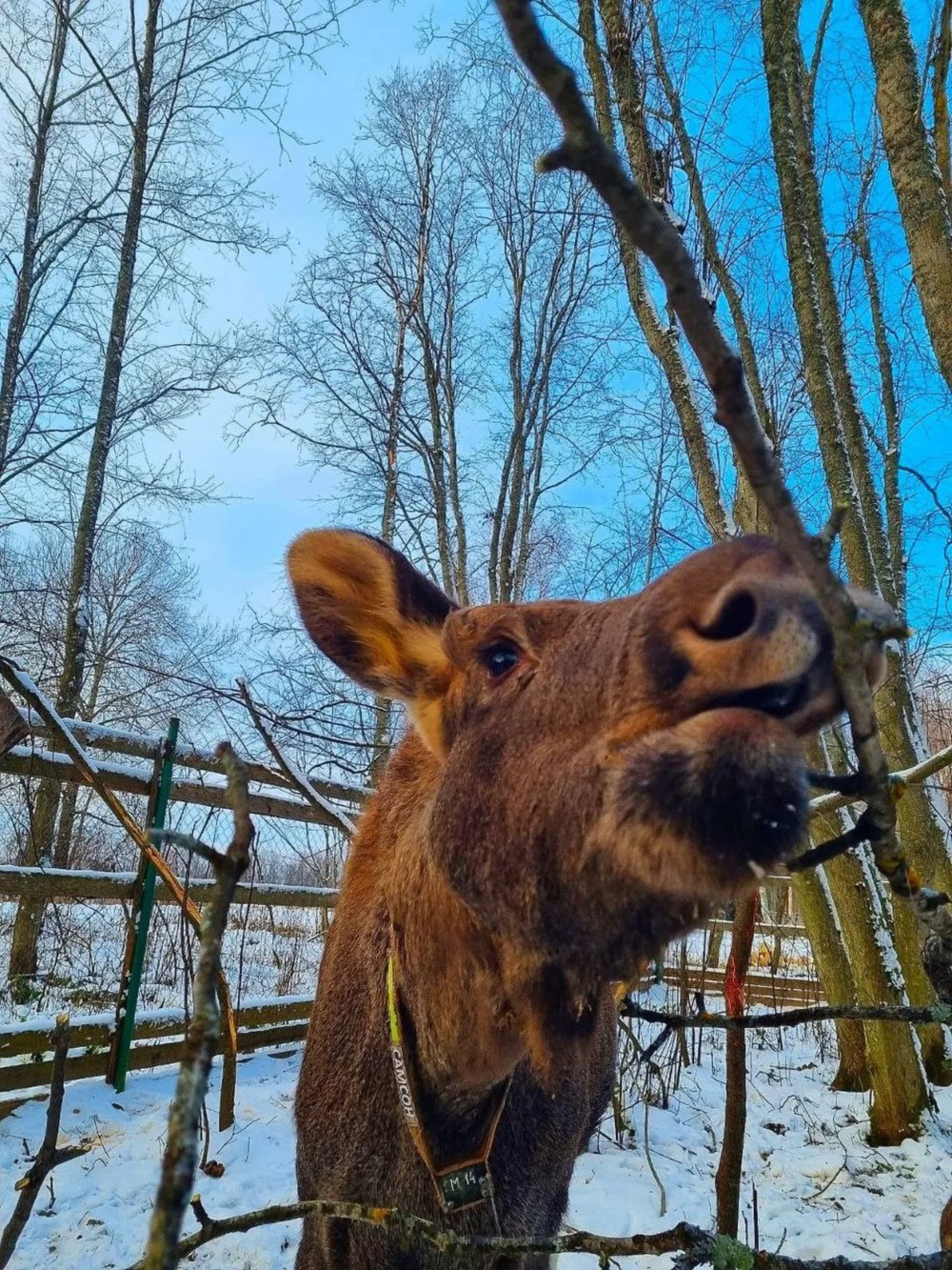 Из Костромы — на лосиную ферму!