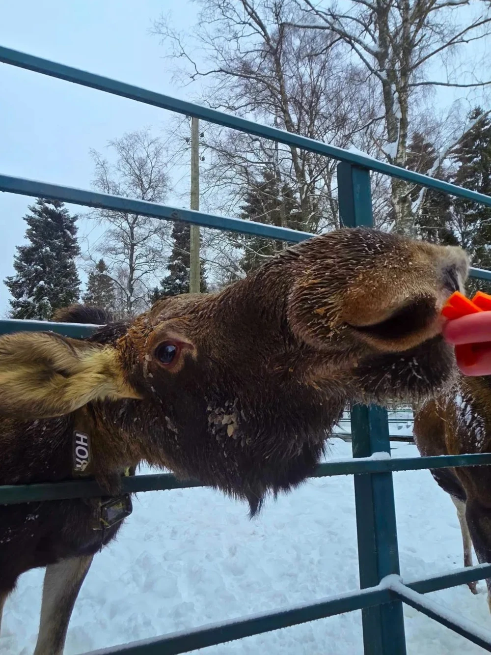Из Костромы — на лосиную ферму!