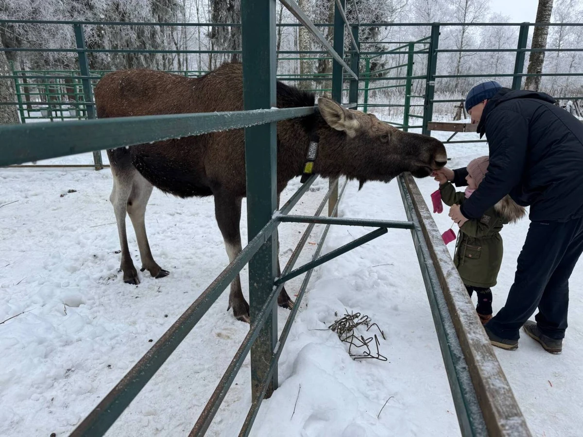 Лосеферма и ювелирная столица России — из Костромы на автомобиле