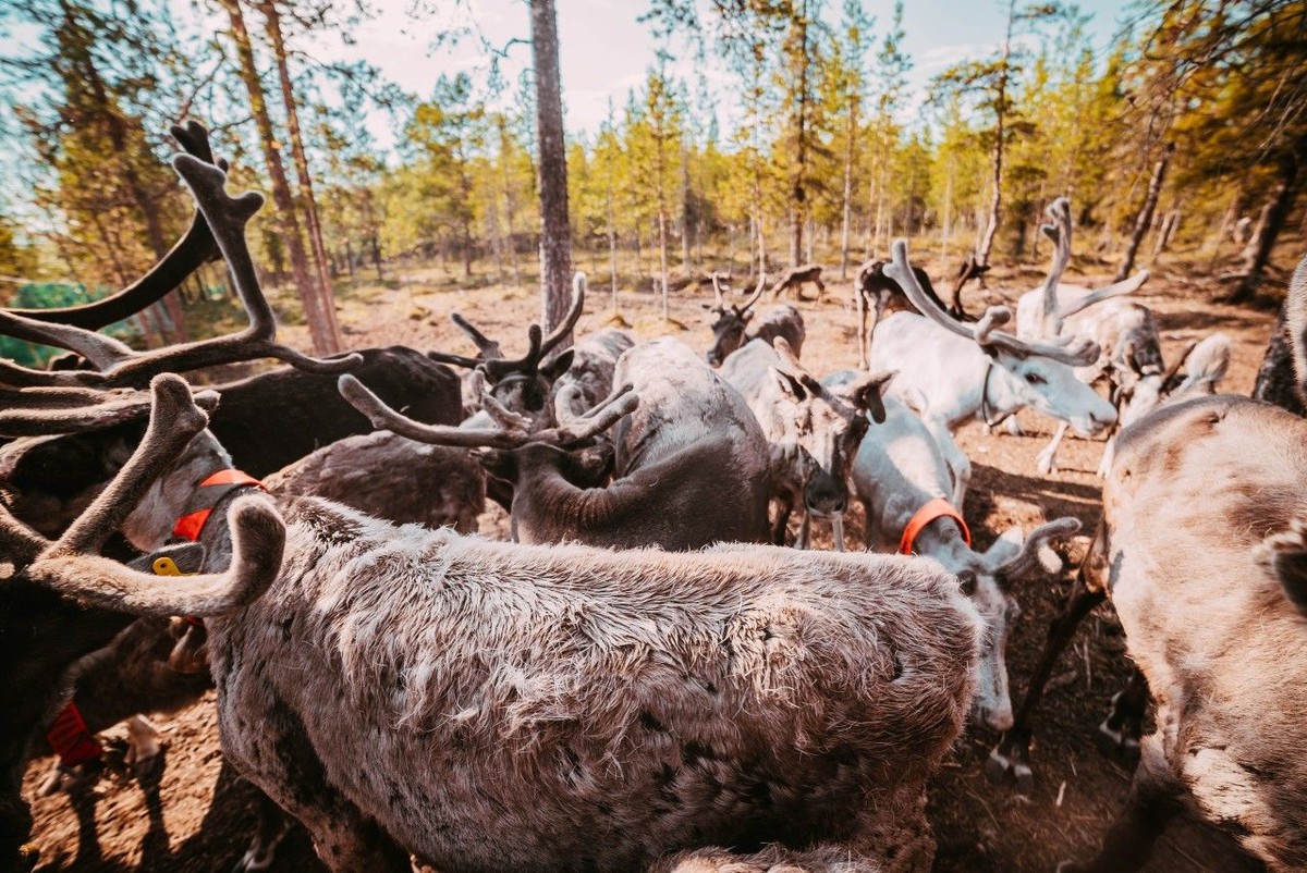 Олени, Север и белазы!