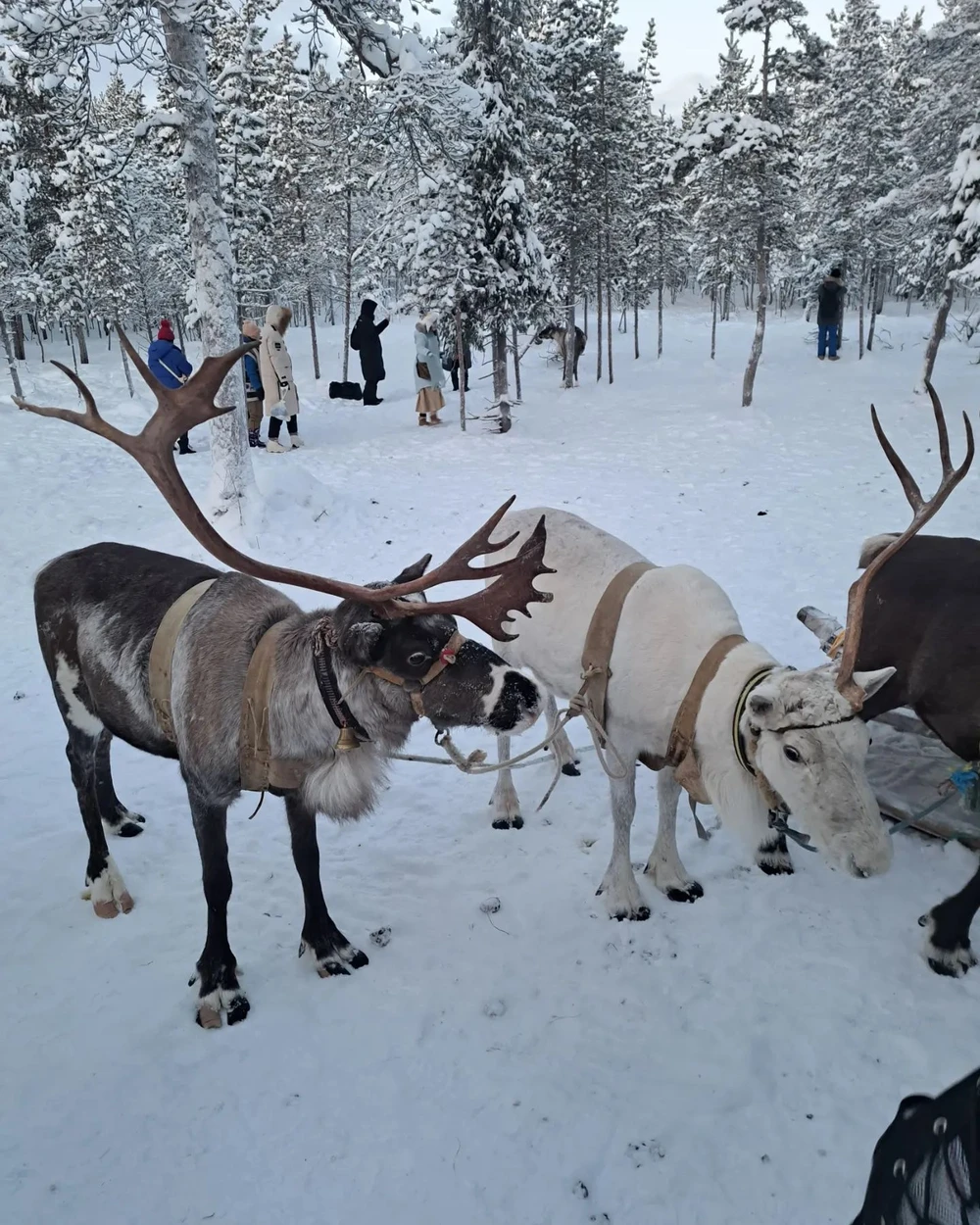 Прикоснись к жизни саамов