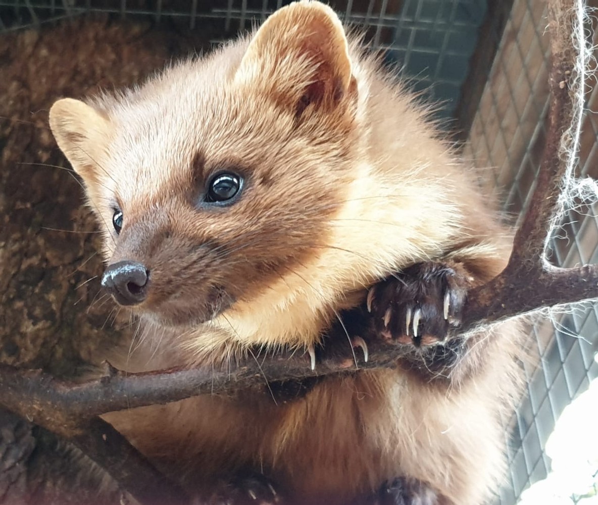 В мире животных Кавказа